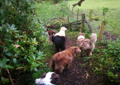 dogs walking downhill