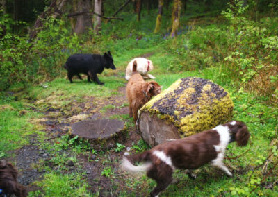 dogs and a tree stump