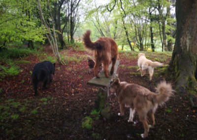 dogs on a woodland