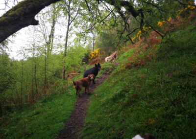 dogs walking uphill