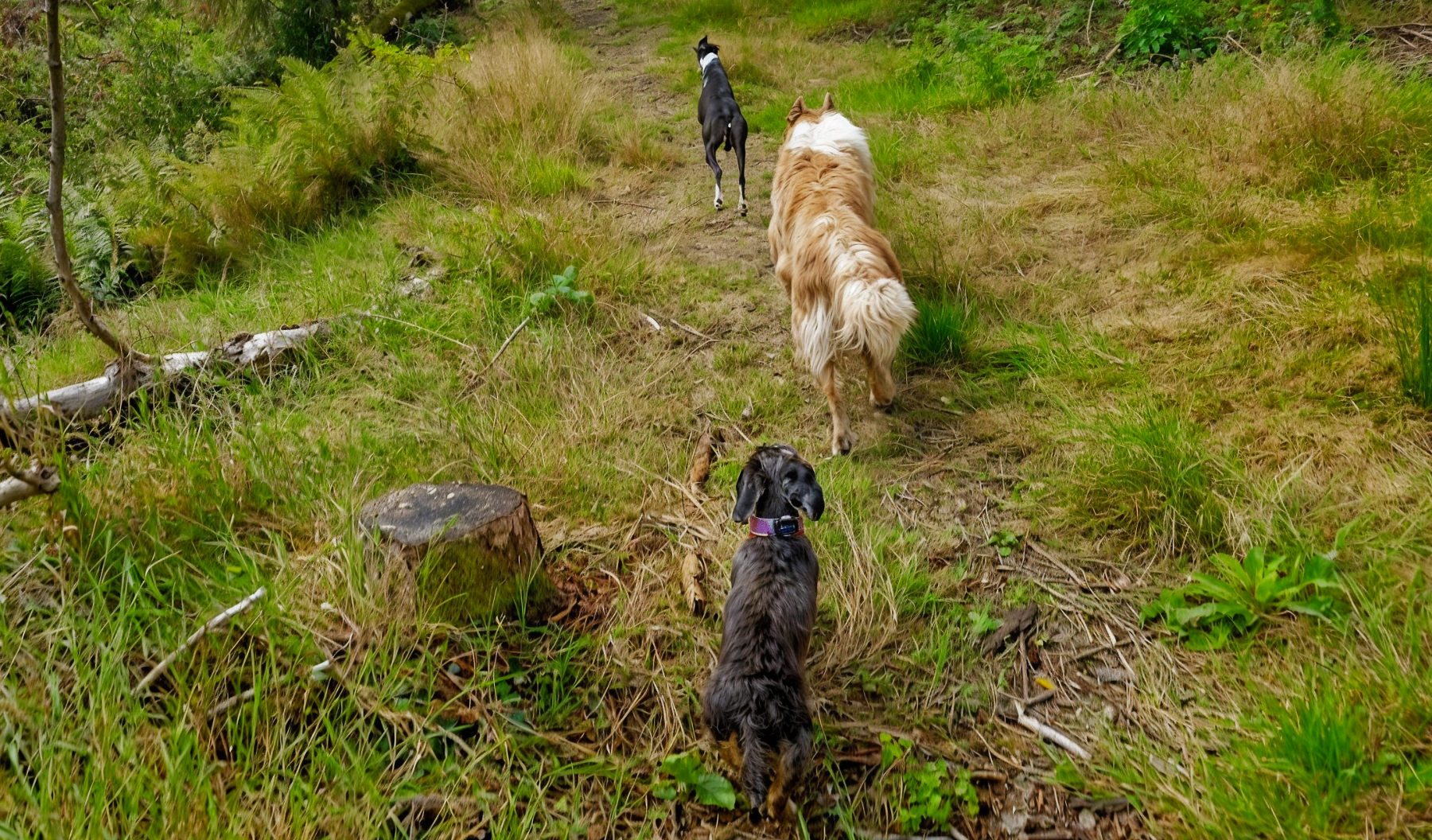 dogs walking on a woodland path in finlaystone country estate