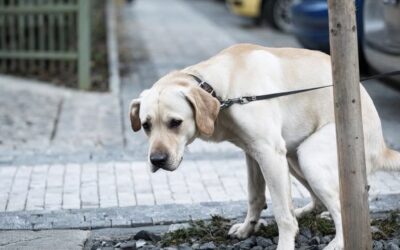 UniversalUpscaler_Legacy_Realistic_2_1f1731df-eb05-61d0-9d9f-0a5d645ad1bc dog doing a poo
