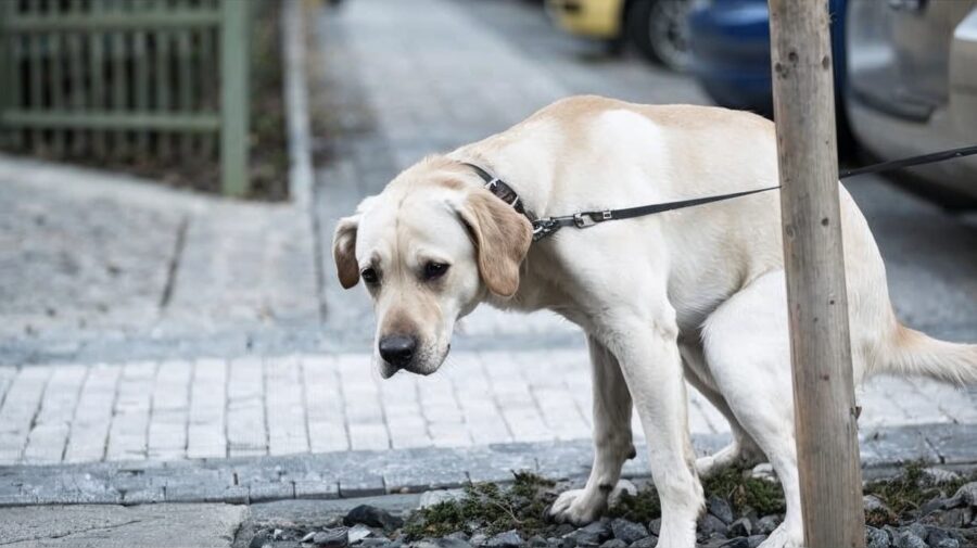 dog doing a poo