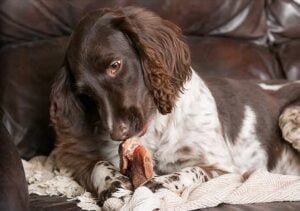 dog eating a dried pig ear