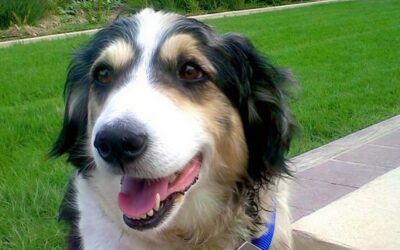Star The Miracle Dog, Shot 40 Times And Buried Alive Star The Miracle Dog, Shot 40 Times And Buried Alive
