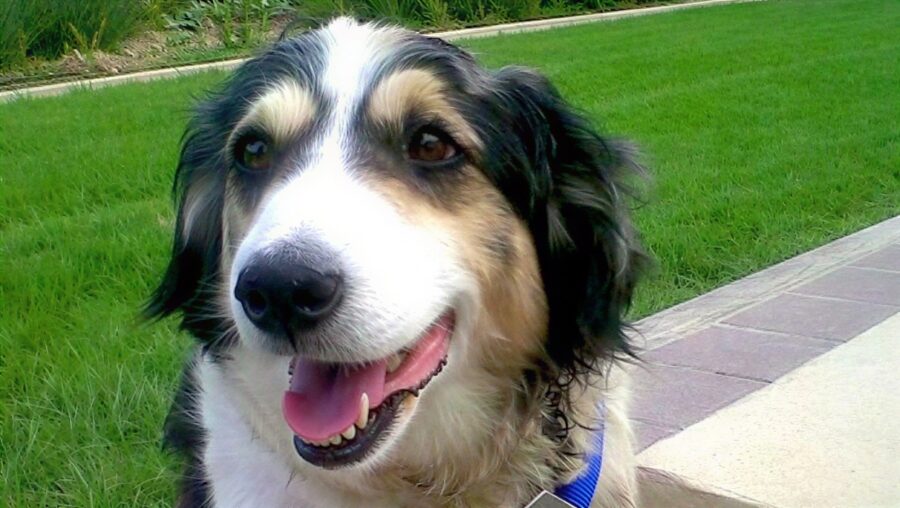Star The Miracle Dog, Shot 40 Times And Buried Alive