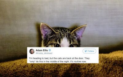 UniversalUpscaler_Pro_Precise_2_1f17253b-afb7-6610-9aaa-6f7610688b91 paranormal cats