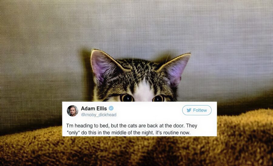 paranormal cats