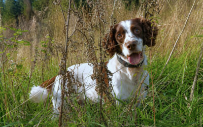 Dexter dexter the springer spaniel