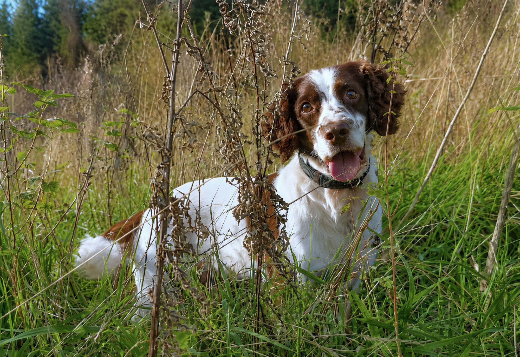 dexter the springer spaniel