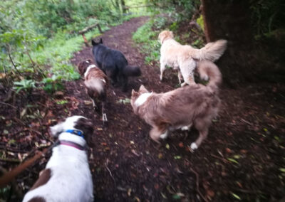 pack of dogs