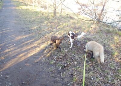 dog walking on a path