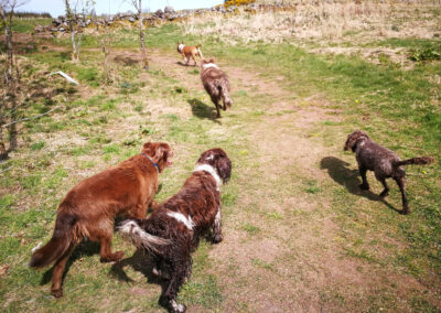pack of dogs at knockmountain