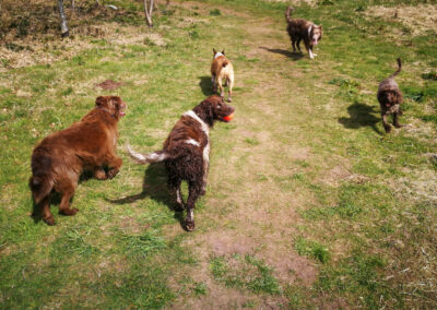 dog walking in langbank