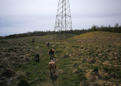 dogs walking to a pylon