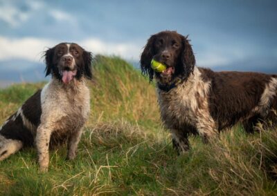 two springer spaniels