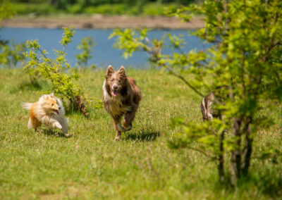 sheepdog chasing collie