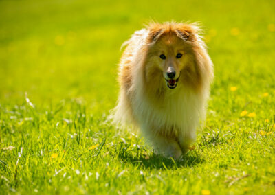 shetland sheepdog on green grass