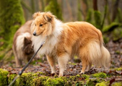 Shetland sheepdog