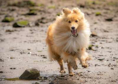shetland sheepdog running on beach