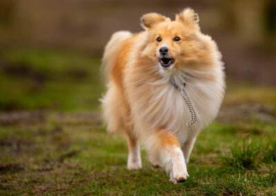 shetland sheepdog