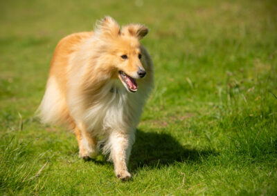Shetland sheepdog in summer