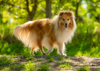 shetland sheepdog portrait