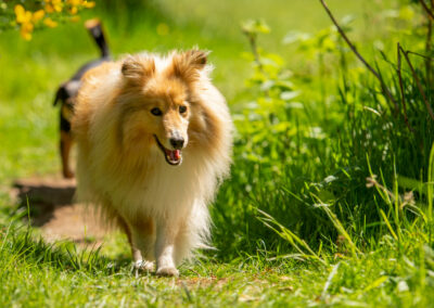 shetland sheepdog in long grass