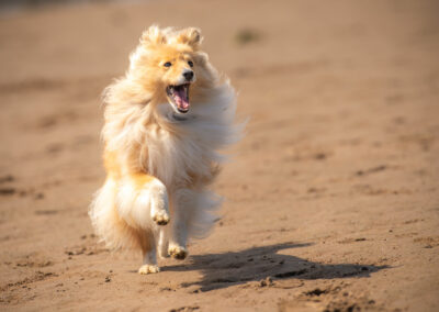 cute shetland sheepdog