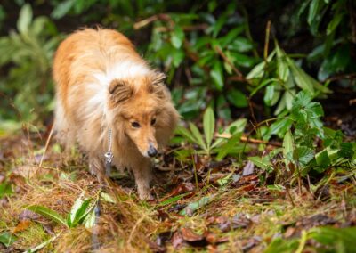 shetland sheepdog