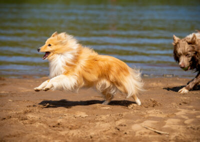 small shetland sheepdog running