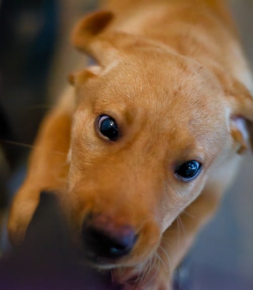 a puppy labrador jumping up on leg