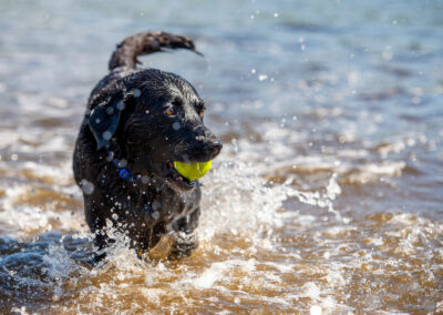 black labrador action photo
