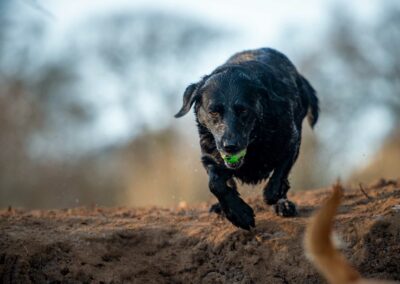 black labrador running