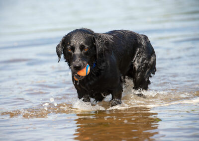 black labrador on a summer day