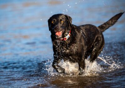 black labrador portrait