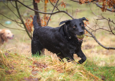 lab running with ball