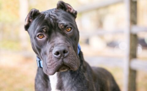 big dog
