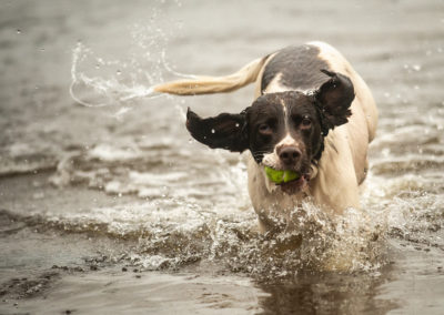 springer spaniel with ball