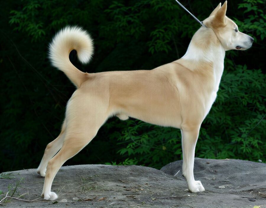 http://www.sciencemag.org/news/2016/06/dogs-may-have-been-domesticated-more-once