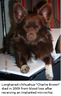Chihuahua that died after microchipping