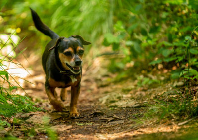small dog on woodland trail