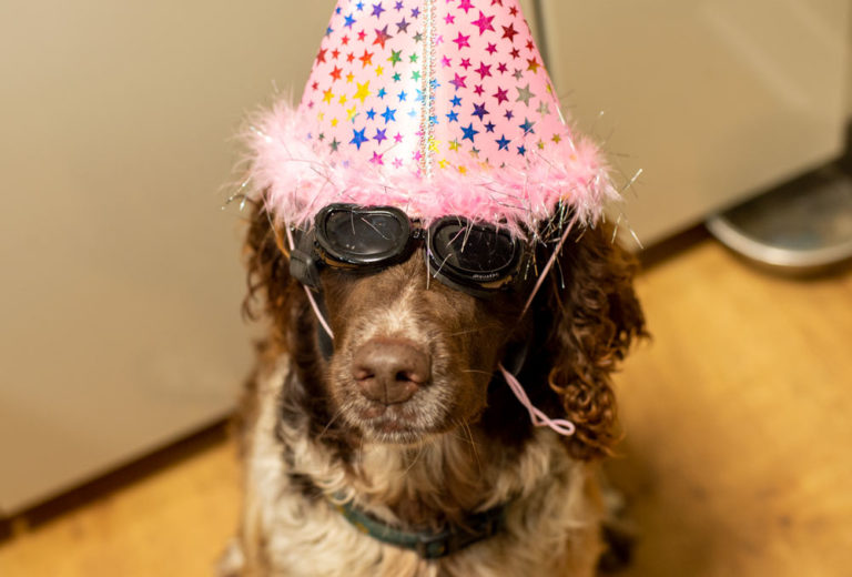 dog wearing goggles