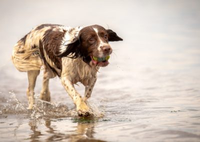 springer spaniel portrait
