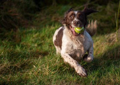 dog with ball