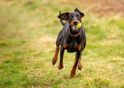 doberman running