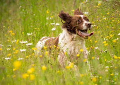 springer spaniel in long grass