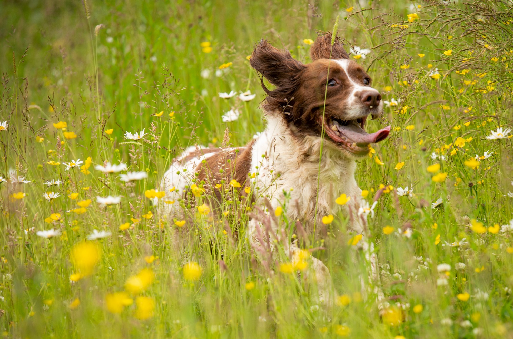 springer spaniel in long grass