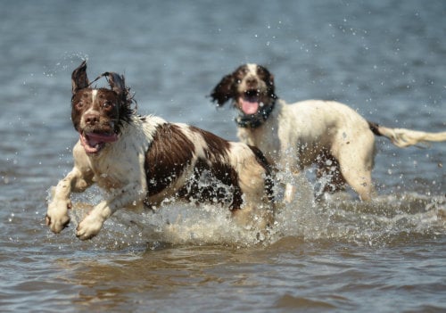 two spaniels running in the river ecstatic