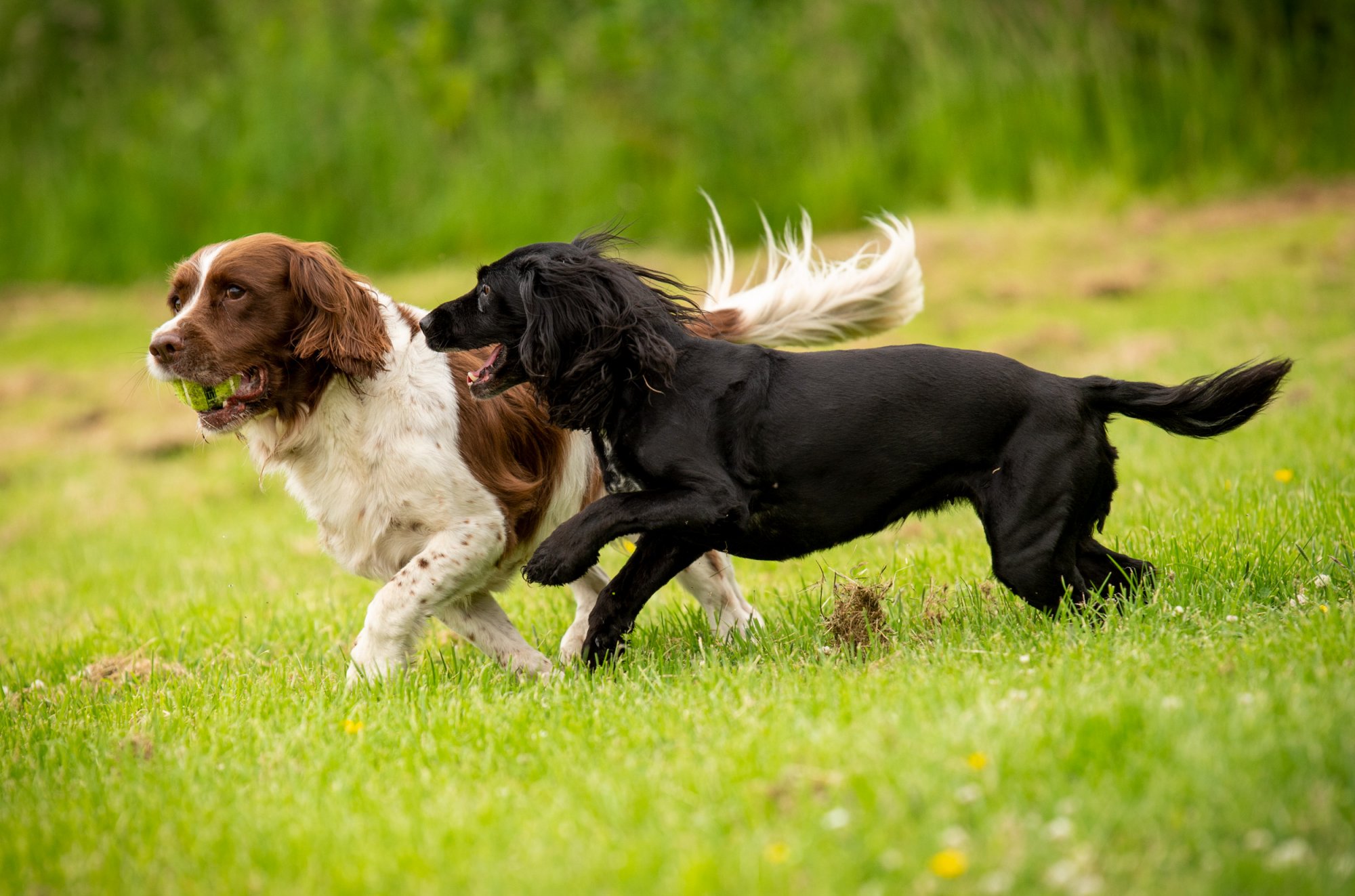 Gun dogs running on grass